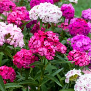 Goździk brodaty Dianthus barbatus (zdj.: Adobe Stock)