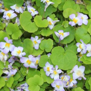 Cymbalaria murowa to niebywale wytrzymała roślina okrywowa, obficie rozrastająca się poprzez płożące pędy. (zdj.: Adobe Stock)
