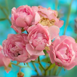 Róża drobnokrzaczasta  Rosa ‘the fairy’