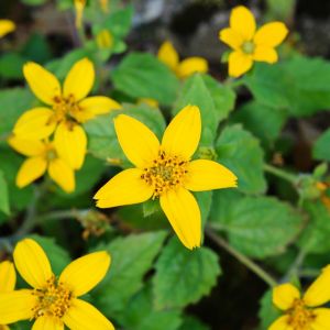 Złotospor wirginijski Chrysogonum virginianum 113714700.jpeg