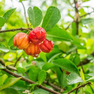 Acerola Malpigia granatolistna Malpighia glabra