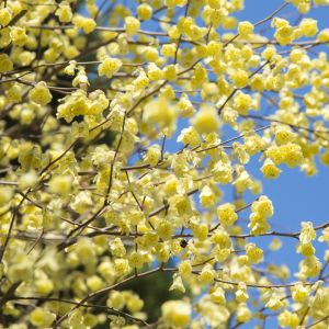 leszczynowiec corylopsis pauciflora