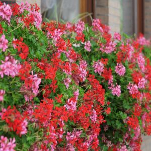 pelargonia geranium