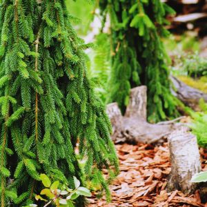 Świerk pospolity ‘Inversa’ Picea abies