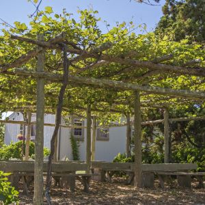 winorośl pergola