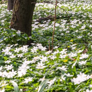 zawilec gajowy anemone nemorosa