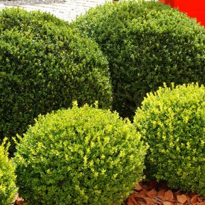 bukszpan wieczniezielony Buxus sempervirens