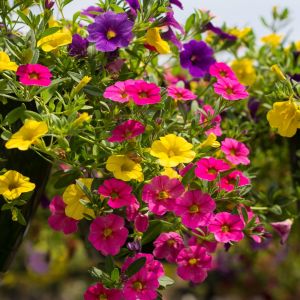 Calibrachoa Flowers Million Bells