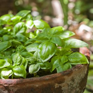 bazylia wonna ocimum basilicum