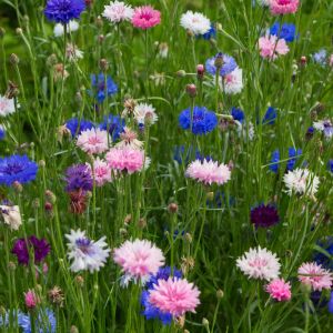 chaber centaurea