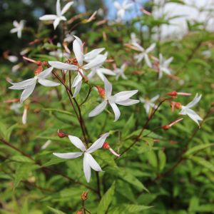 Gillenia trójlistkowa Gillenia trifoliata