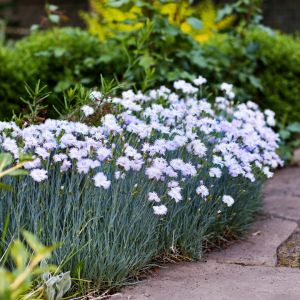Goździk pierzasty Dianthus plumarius