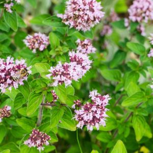 kwitnące oregano