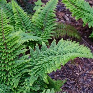 paprotnik szczecinkozębny Polystichum setiferum