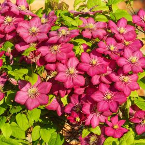 powojnika włoskiego clematis viticella