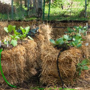 Straw Bale Gardening