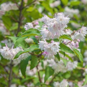żylistek szorstki deutzia scabra