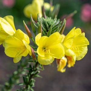 wiesiołek oenothera