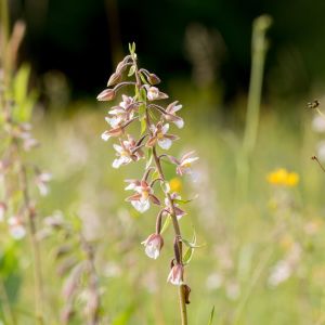 kruszczyk błotny epipactis palustris