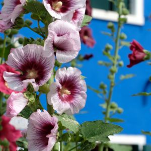 malwy ogrodowe alcea rosea