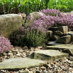 tymianek thymus vulgaris