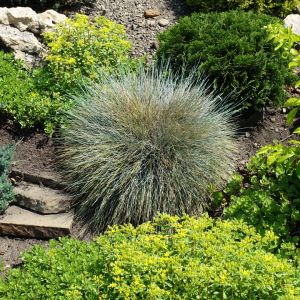 Kostrzewa sina festuca glauca