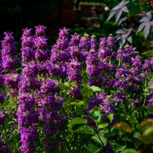 pysznogówka cytrynowa monarda citriodora