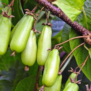 Aktinidia pstrolistna ‘Vitakola'