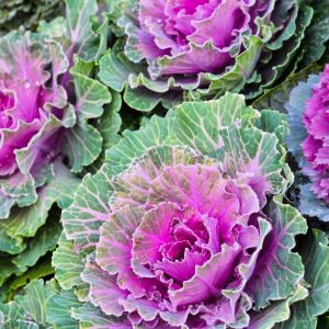 kapusta ozdobna brassica oleracea