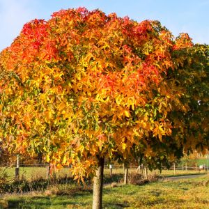 Liquidambar styraciflua
