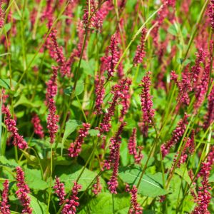 rdest himalajskiego bistorta amplexicaulis