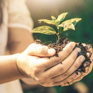 Rośliny do wysiewu w kwietniu