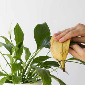 Nawóz ze skórki banana
