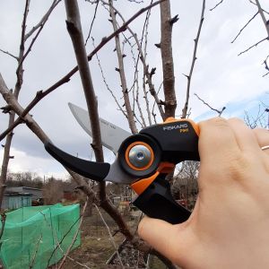 Wiosenne cięcie drzew owocowych - test redakcyjny Fiskars