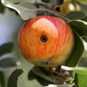 jabłkóweczka owocówka