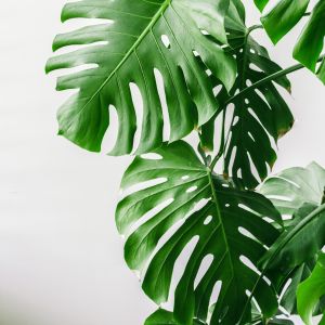 Monstera