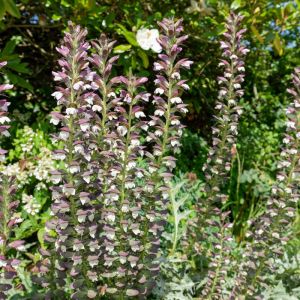 Acanthus mollis