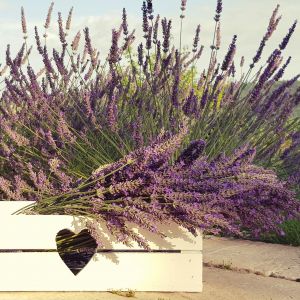 Zbiory lawendy