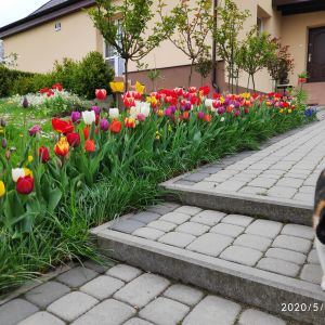 Tulipany