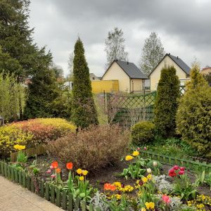 Tulipany