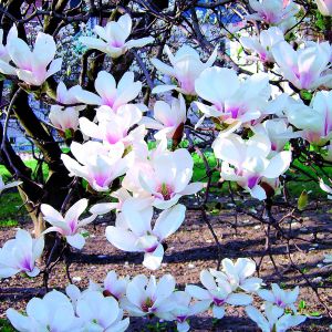 ‘Amabilis’ to jedna z najstarszych odmian magnolii pośredniej. Jej kwiaty są białe, zaróżowione po zewnętrznej stronie