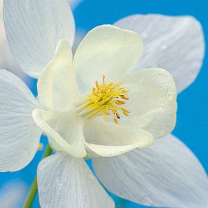 Biała barwa kwiatów odmian mieszańcowych pochodzi od orlika wachlarzowatego