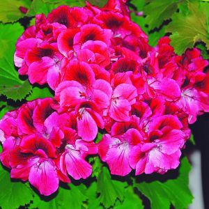 Kwiaty pelargonii angielskiej Aristo ‘Claret’ mają barwę czerwonoróżową