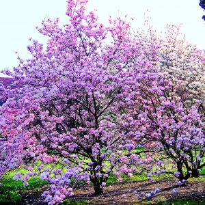 Kwitnące wiosną magnolie urzekają nas ogromną ilością kwiatów. Krzewy wyglądają najpiękniej posadzone w grupach po kilka sztuk