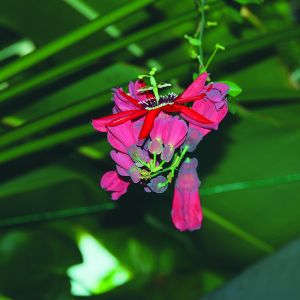 Męczennica czerwona. Passiflora coccinea ma kwiaty ze skrzyżowanymi pylnikami, zebrane w grona. Roślina ta rodzi duże, smaczne owoce