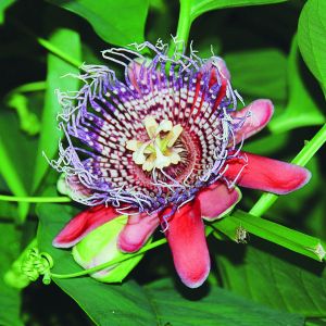 Męczennica olbrzymia ma bardzo okazałe kwiaty z długimi nitkami przykoronka. Występuje głównie w Brazylii. W cieplejszych krajach uprawiana jest jako roślina doniczkowa