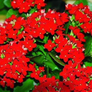 ‘Molly’ odmiany te mają mocno nasycone kolorem czerwone kwiaty