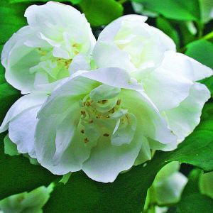 Odmiana ‘Virginal’ o półpełnych kwiatach roztacza wspaniały zapach