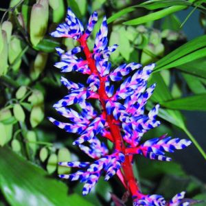 Rodzaj Achmea szczyci się jednym z najokazalszych kwiatostanów wśród bromelii uprawianych w mieszkaniach