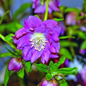 Różowo-purpurowe kwiaty ciemiernika